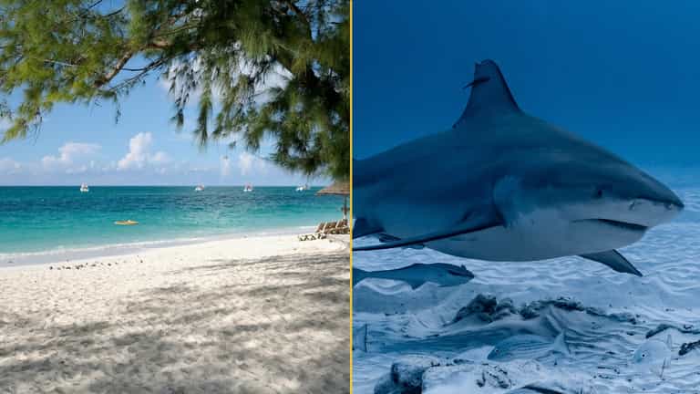 Tourist loses both hands in shark attack after she tried to take photo of animal Tourist loses both hands in shark attack after she tried to take photo of animal