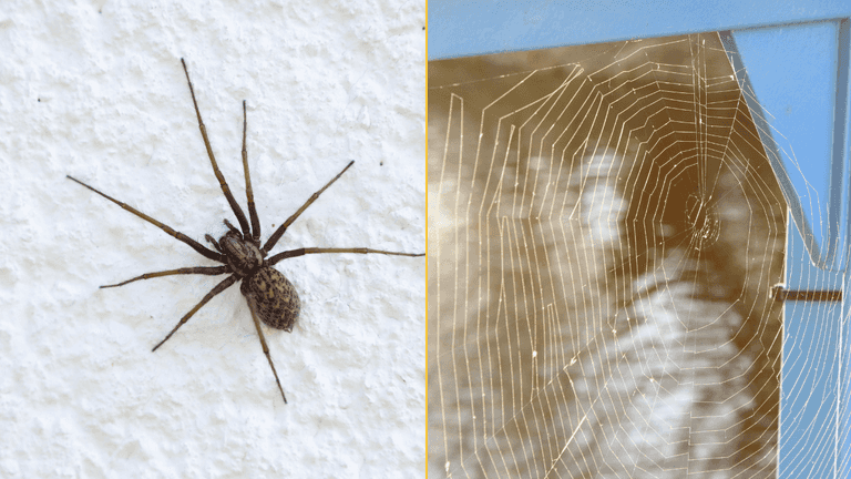 ‘Zombie spiders’ infected by fungus found in UK ‘Zombie spiders’ infected by fungus found in UK