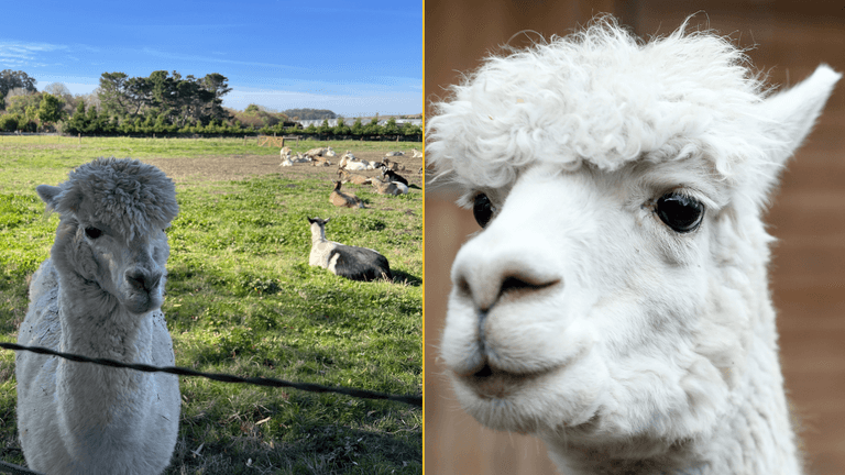 Investigation underway after four alpacas shot dead in Cambridgeshire field Investigation underway after four alpacas shot dead in Cambridgeshire field