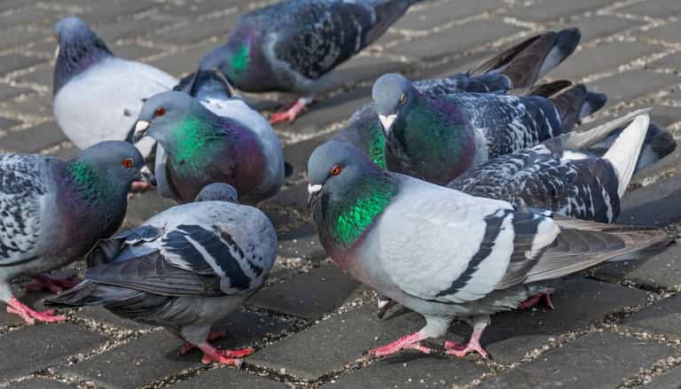 Chinese restaurant shut down after street pigeons sold as ‘roasted duck’ Chinese restaurant shut down after street pigeons sold as ‘roasted duck’