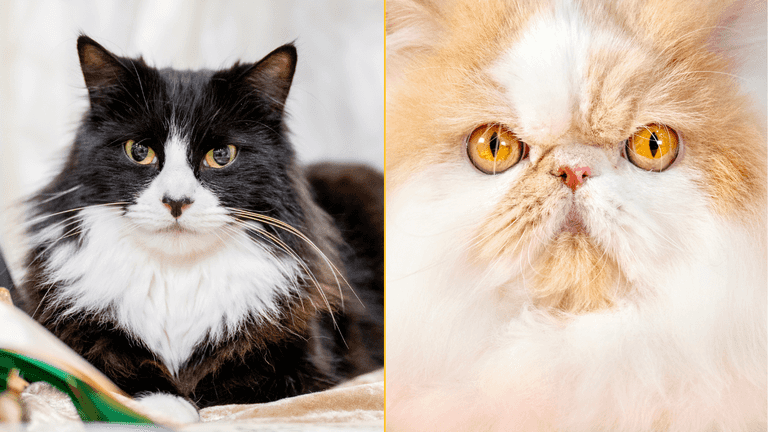 Having a cat in the house is emotional equivalent of having a partner around, study claims Having a cat in the house is emotional equivalent of having a partner around, study claims