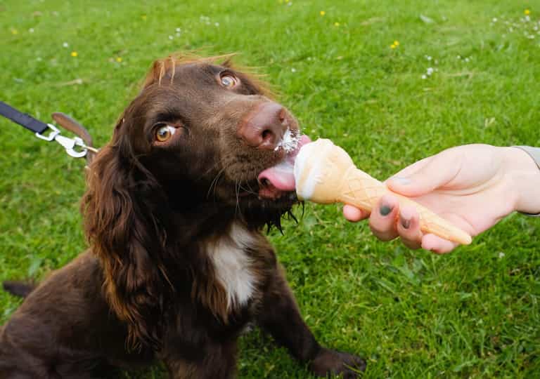 Aldi launches ice cream for dogs just in time for summer Aldi launches ice cream for dogs just in time for summer