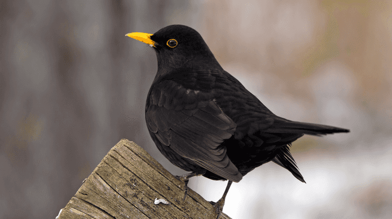 Warning issued to anyone who sees blackbirds in their garden Warning issued to anyone who sees blackbirds in their garden