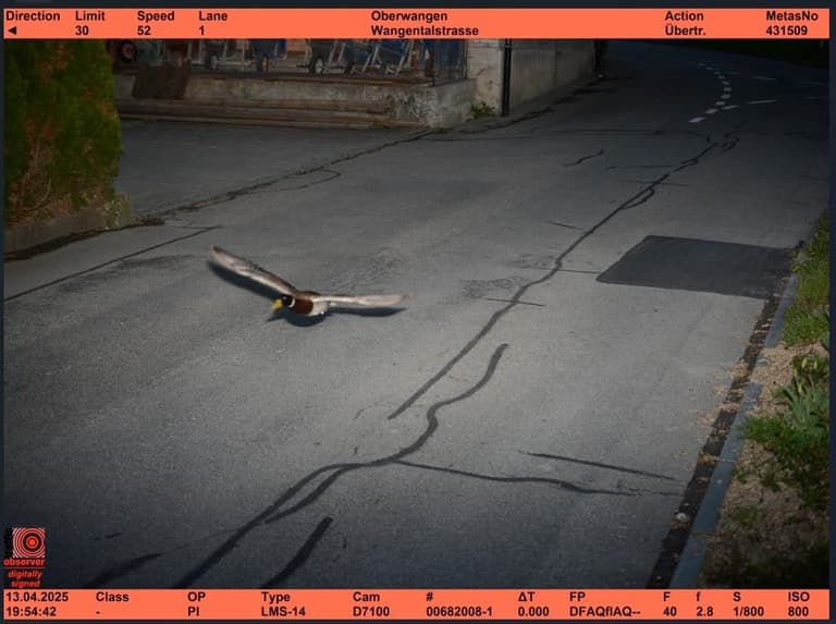 Duck caught on traffic camera breaking speed limit could be repeat offender Duck caught on traffic camera breaking speed limit could be repeat offender