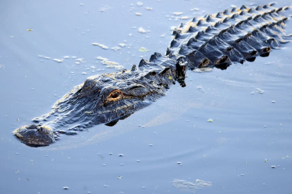 Five people survive 36 hours in alligator-infested swamp after Amazon plane crash
