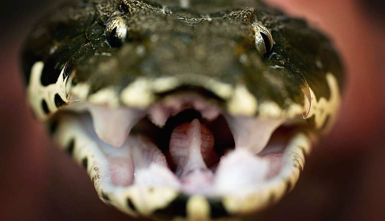Man deliberately bitten 200 times by snakes to produce ‘super antivenom’ Man deliberately bitten 200 times by snakes to produce ‘super antivenom’