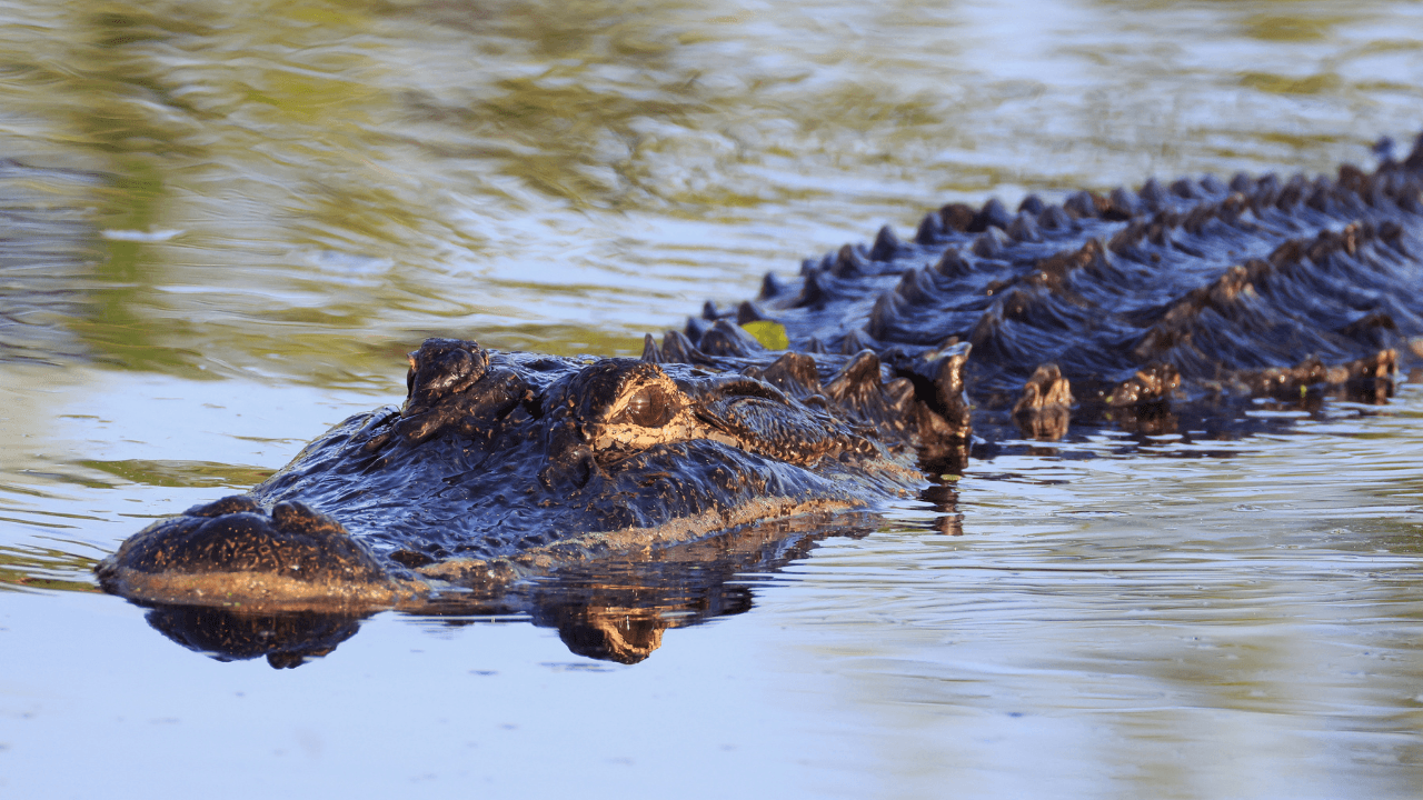 Tourist bitten by crocodile at zoo after mistaking it for a statue