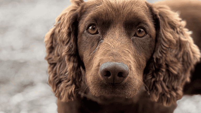 Dog finds bag packed full of thousands of pounds Dog finds bag packed full of thousands of pounds