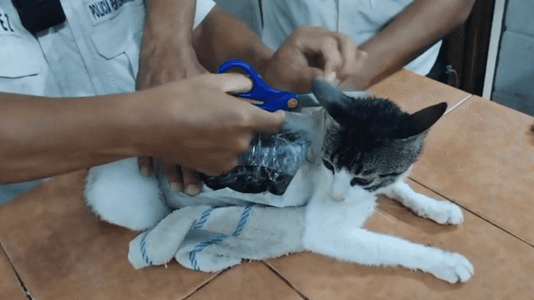 Cat caught smuggling Class A drugs into Costa Rican prison Cat caught smuggling Class A drugs into Costa Rican prison
