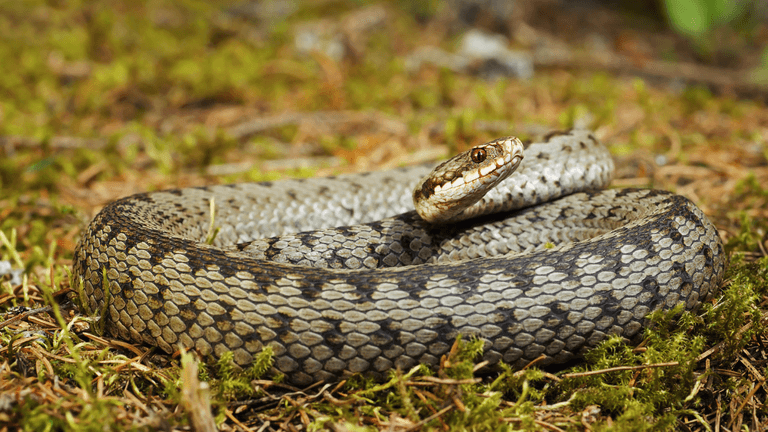 Urgent warning issued over venomous snakes spotted around UK Urgent warning issued over venomous snakes spotted around UK