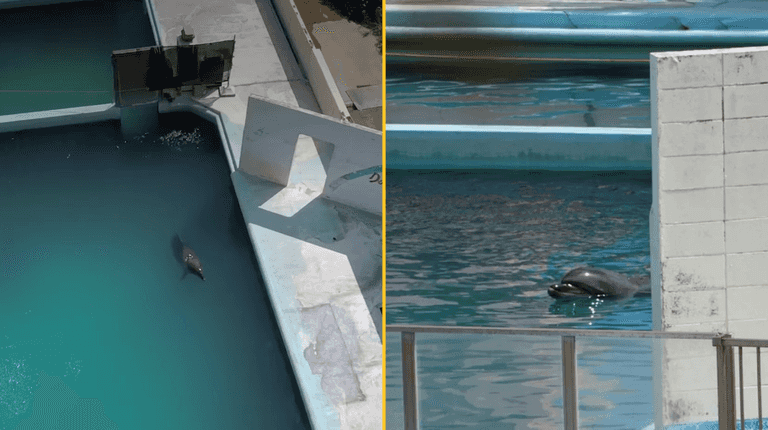 ‘World’s loneliest dolphin’ died alone in abandoned theme park ‘World’s loneliest dolphin’ died alone in abandoned theme park