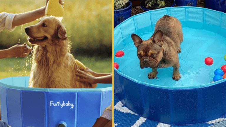Keep your dog cool with this outdoor pool designed for pets Keep your dog cool with this outdoor pool designed for pets