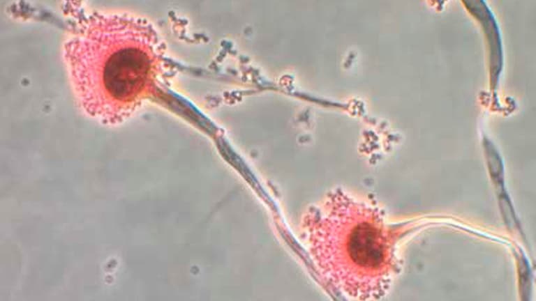 Warnings issued over killer ‘Last of Us’ fungus set to hit UK Warnings issued over killer ‘Last of Us’ fungus set to hit UK
