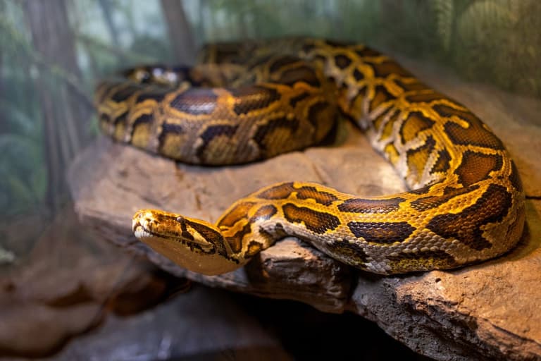 Man has penis bitten off by 11-foot snake hidden in toilet as he goes for a wee Man has penis bitten off by 11-foot snake hidden in toilet as he goes for a wee