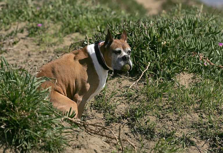 Heartbreaking reason your dog looks at you while they’re having a poo Heartbreaking reason your dog looks at you while they’re having a poo