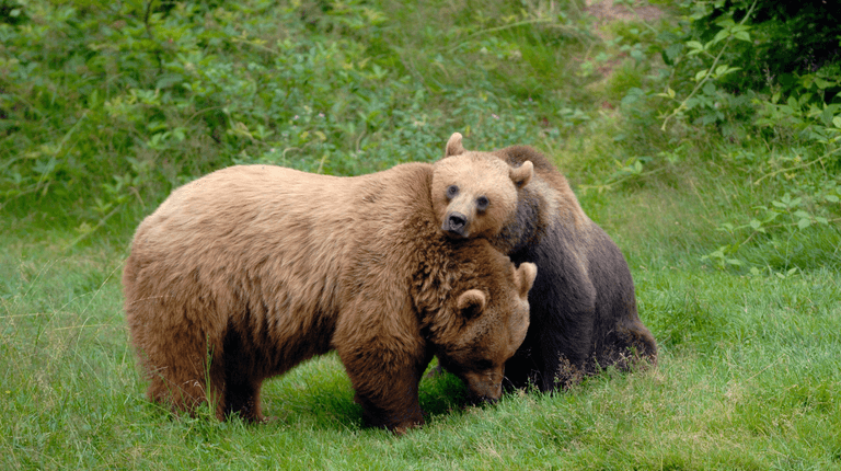 UK wildlife park evacuated after two bears escape and raid honey store UK wildlife park evacuated after two bears escape and raid honey store