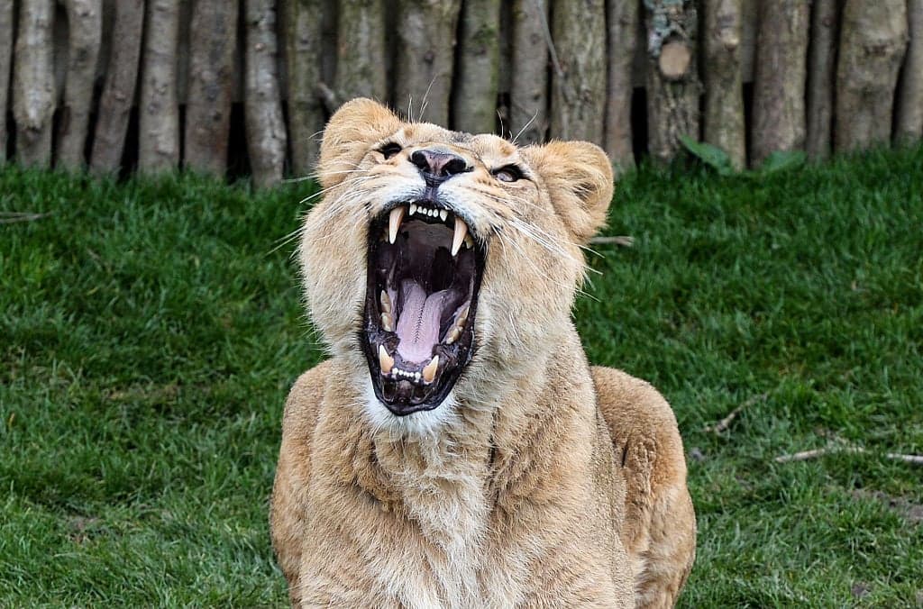 Woman explains why she donated daughter’s horse to zoo to be fed to predators
