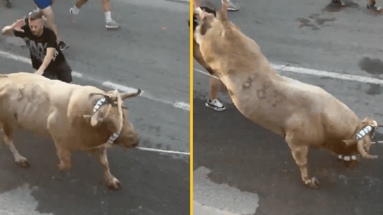 Man immediately kicked in head by bull after slapping its backside during Spanish festival