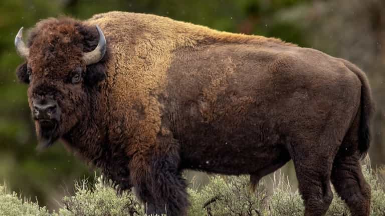 Millionaire game hunter gored to death by ‘Black Death’ buffalo he was trying to kill Millionaire game hunter gored to death by ‘Black Death’ buffalo he was trying to kill