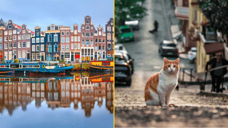Amsterdam is building miniature staircases to help cats escape its canals Amsterdam is building miniature staircases to help cats escape its canals