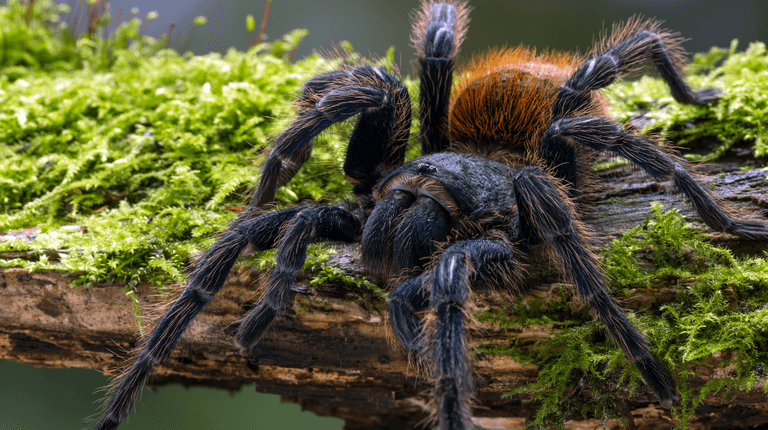 Tarantulas with massive penises have been discovered by scientists Tarantulas with massive penises have been discovered by scientists