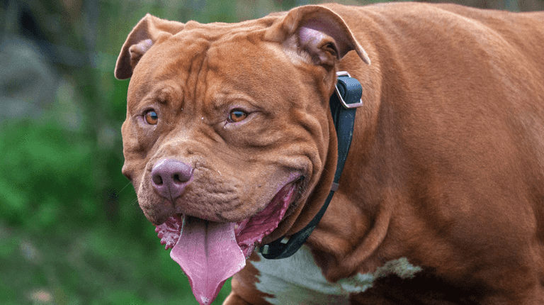Hundreds of XL Bullies destroyed but ban has ‘failed’ to stop dog attacks Hundreds of XL Bullies destroyed but ban has ‘failed’ to stop dog attacks