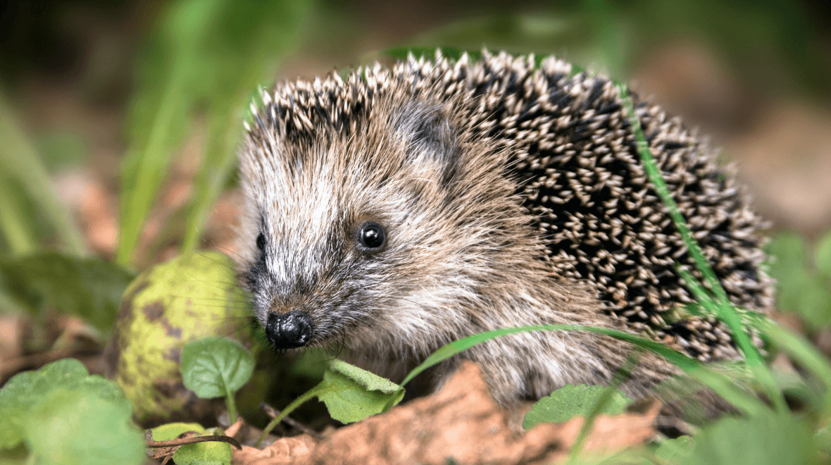 Rescue centre says it’s at ‘breaking point’ as heatwave leaves dozens of hedgehogs sick