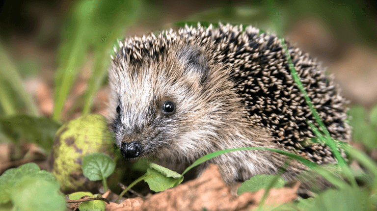 Rescue centre says it’s at ‘breaking point’ as heatwave leaves dozens of hedgehogs sick Rescue centre says it’s at ‘breaking point’ as heatwave leaves dozens of hedgehogs sick
