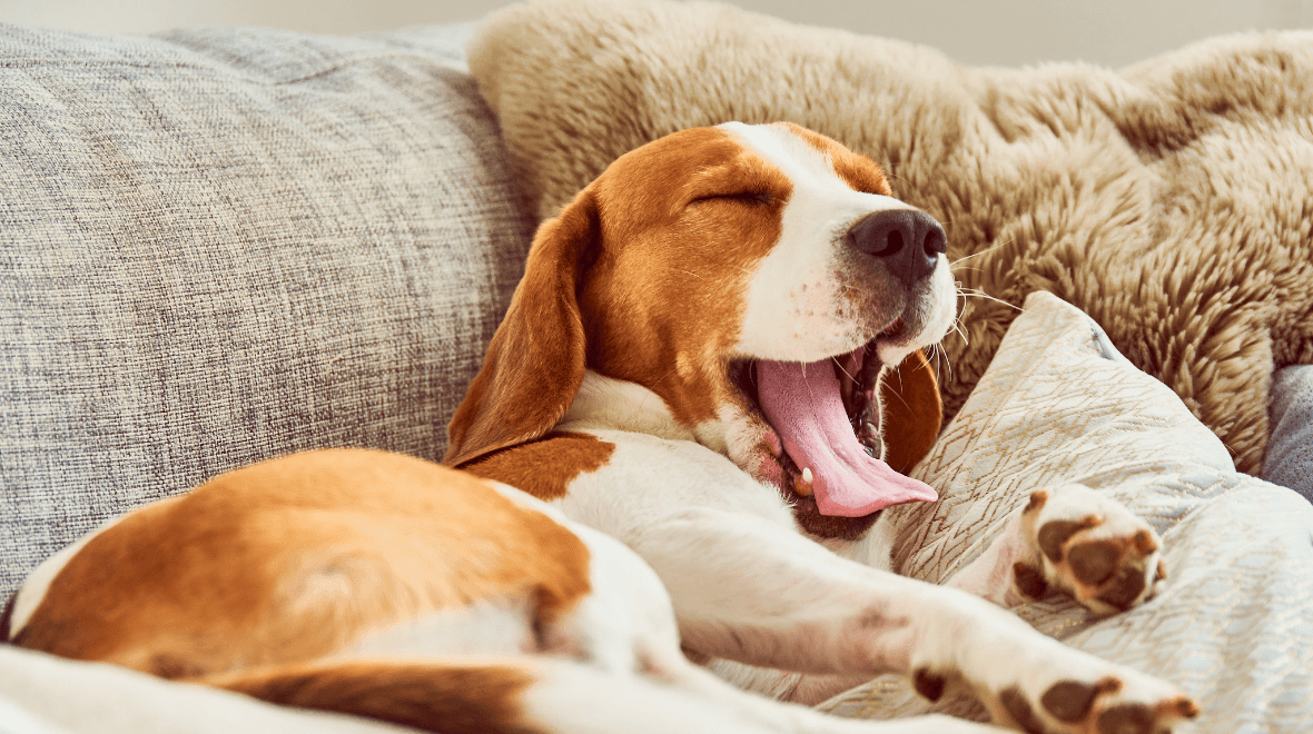 Heartwarming thing that your dog does in their sleep that shows they love you
