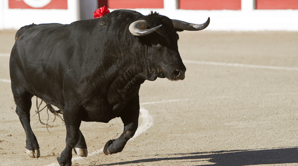 Matador rushed to hospital after being gored and tossed around by tormented bull