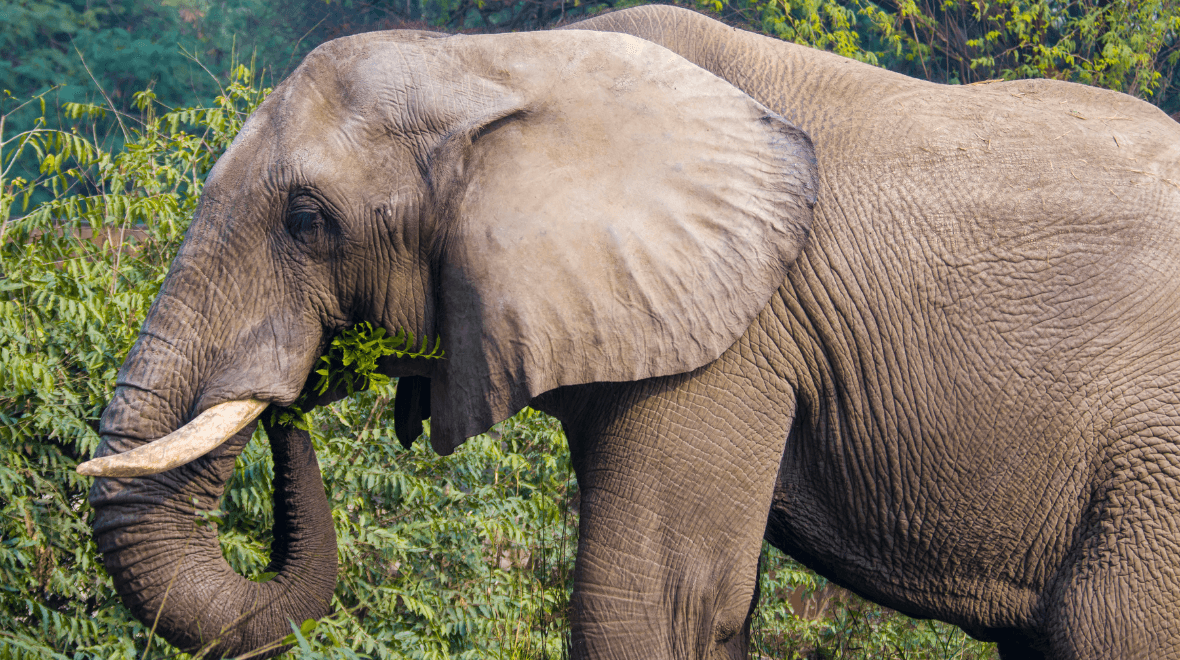 World’s loneliest elephant dies after being forced to spend 13 years in isolation at zoo