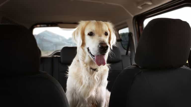 ‘Incredible’ spot cleaner that’s ‘life saver’ for people with pets gets huge discount ‘Incredible’ spot cleaner that’s ‘life saver’ for people with pets gets huge discount