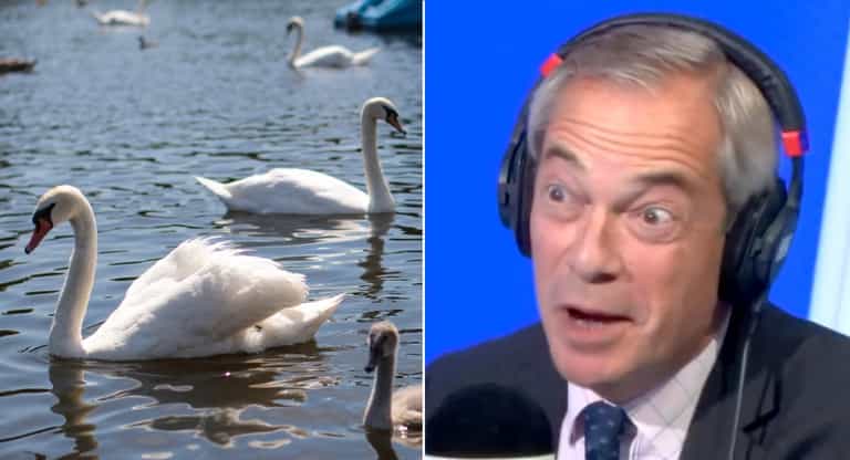 Nigel Farage falsely claims migrants are eating swans from Royal Parks Nigel Farage falsely claims migrants are eating swans from Royal Parks