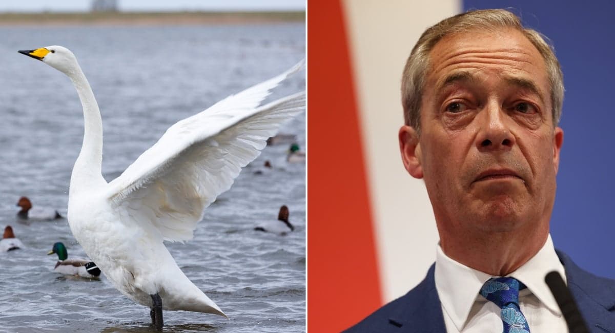 Video claiming to show ‘migrants eating swan’ was from 15 years ago