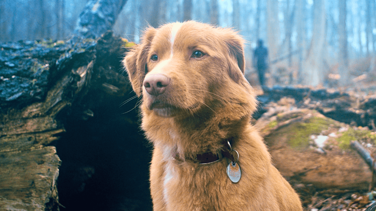 The best dog movie of the year is finally available to watch now