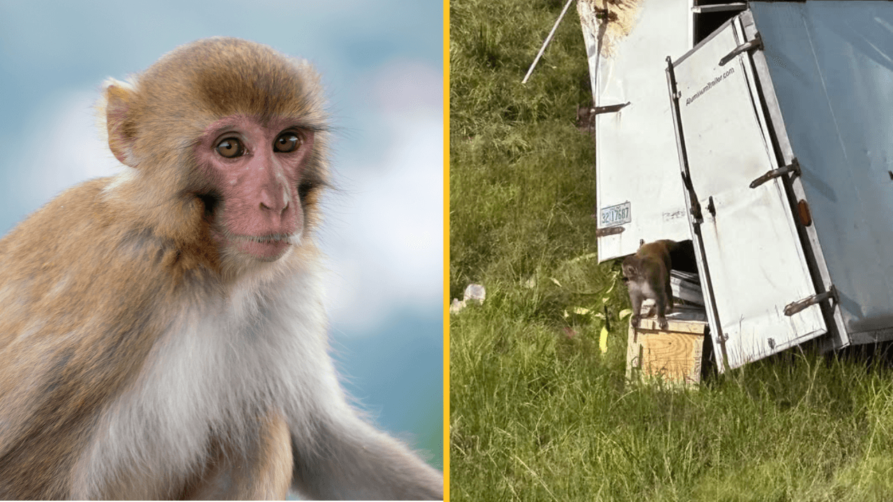 Lab monkey ‘infected with herpes and Covid’ thought to be on the loose after lorry overturns