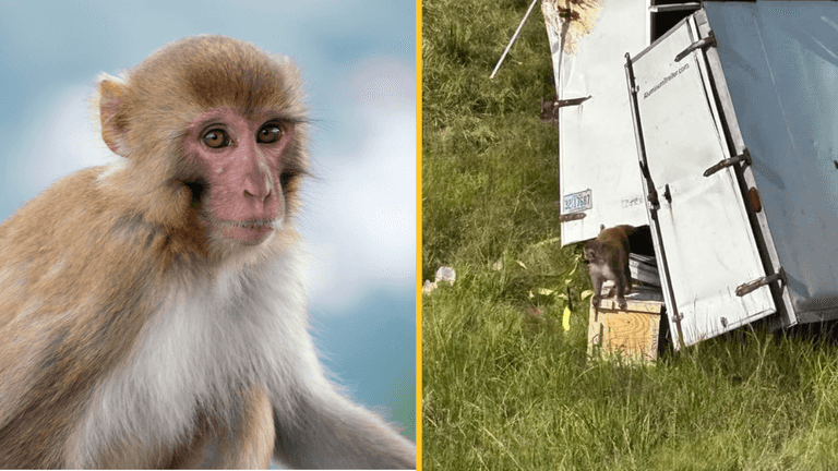 Lab monkey ‘infected with herpes and Covid’ thought to be on the loose after lorry overturns Lab monkey ‘infected with herpes and Covid’ thought to be on the loose after lorry overturns