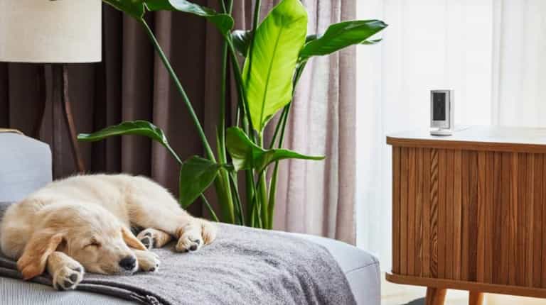 Ring Video camera branded ‘game changer’ by pet owners has priced slashed by 50% Ring Video camera branded ‘game changer’ by pet owners has priced slashed by 50%