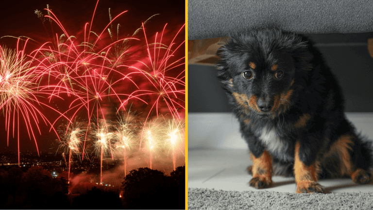 Petition to reduce maximum consumer fireworks noise level closes in on 200,000 signatures Petition to reduce maximum consumer fireworks noise level closes in on 200,000 signatures