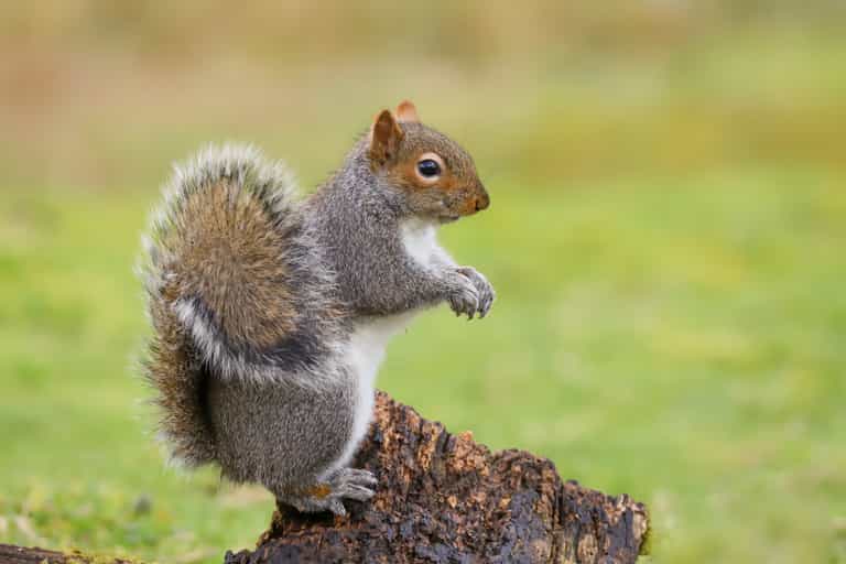 Squirrels spotted vaping in London park Squirrels spotted vaping in London park