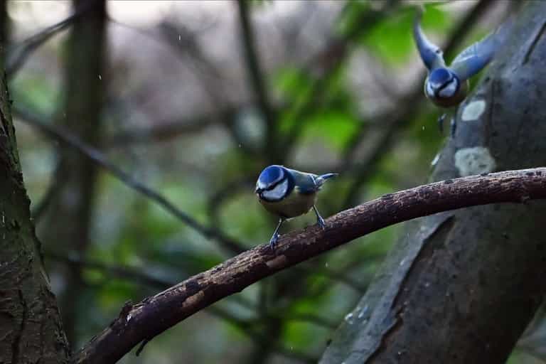 Anyone who sees blue tits in their garden issued warning Anyone who sees blue tits in their garden issued warning