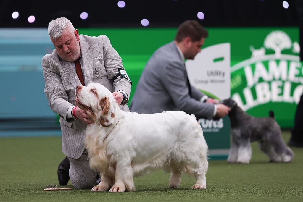 Crufts Best in Show winner has previous animal cruelty conviction