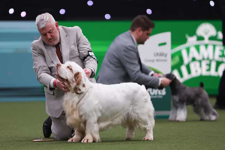 Crufts Best in Show winner has previous animal cruelty conviction Crufts Best in Show winner has previous animal cruelty conviction