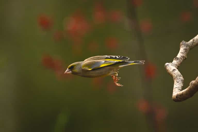 Brits urged to stop feeding birds in new RSPB warning Brits urged to stop feeding birds in new RSPB warning