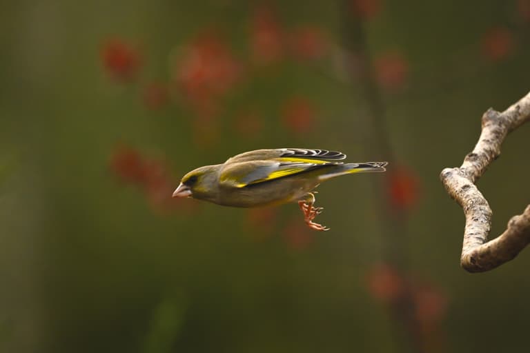 Brits urged to stop feeding birds in new RSPB warning Brits urged to stop feeding birds in new RSPB warning