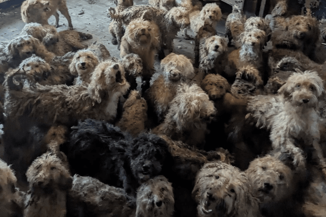 More than 250 dogs found crammed into one home