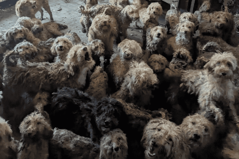 More than 250 dogs found crammed into one home More than 250 dogs found crammed into one home