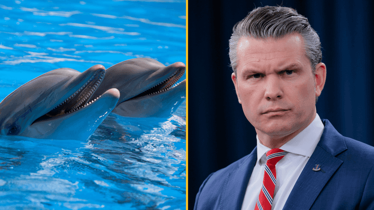 US Secretary of War Pete Hegseth addresses kamikaze dolphin rumours US Secretary of War Pete Hegseth addresses kamikaze dolphin rumours