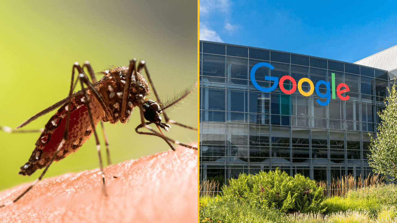 Why Google wants to release 32,000,000 infected mosquitoes into the wild
