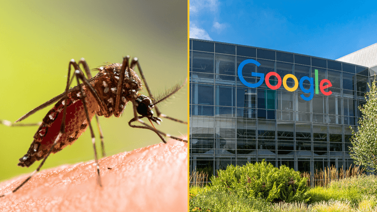 Why Google wants to release 32,000,000 infected mosquitoes into the wild Why Google wants to release 32,000,000 infected mosquitoes into the wild